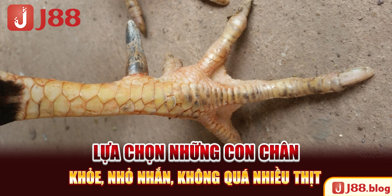 lua-chon-nhung-con-chan-khoe-nho-nhan-khong-qua-nhieu-thit